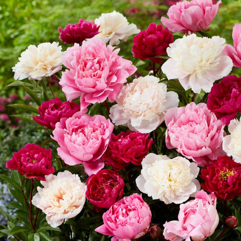 Pæonmix 'Elegance Ensemble'